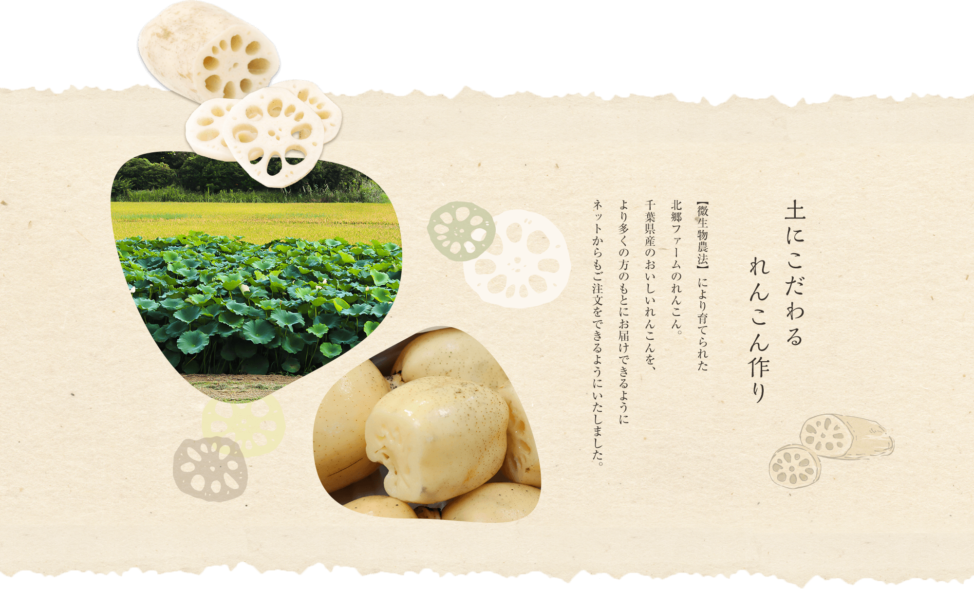 土にこだわるれんこん作り 【微生物農法】により育てられた北郷ファームのれんこん。千葉県産のおいしいれんこんを、より多くの方のもとにお届けできるようにネットからもご注文をできるようにいたしました。